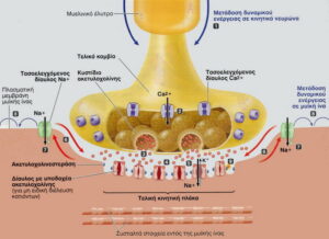 Η ιατρική χρήση της Κάνναβης και η Μυασθένεια Gravis