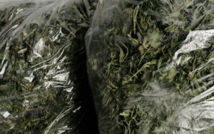 Τα Παράγωγα Κάνναβης