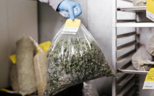 Τα Παράγωγα Κάνναβης