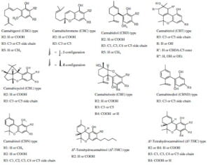 Secondary metabolism in cannabis [Δευτερογενής μεταβολισμός στην κάνναβη]