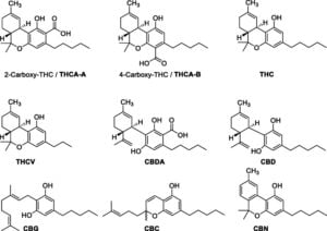 The biosynthesis of the cannabinoids [Η βιοσύνθεση των κανναβινοειδών]