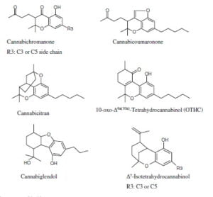 Secondary metabolism in cannabis [Δευτερογενής μεταβολισμός στην κάνναβη]