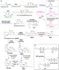The biosynthesis of the cannabinoids [Η βιοσύνθεση των κανναβινοειδών]