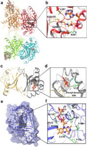 The biosynthesis of the cannabinoids [Η βιοσύνθεση των κανναβινοειδών]