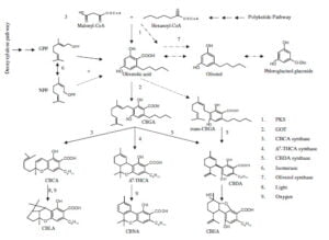 Secondary metabolism in cannabis [Δευτερογενής μεταβολισμός στην κάνναβη]