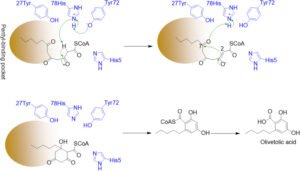 The biosynthesis of the cannabinoids [Η βιοσύνθεση των κανναβινοειδών]