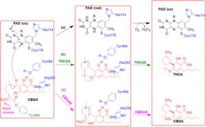 The biosynthesis of the cannabinoids [Η βιοσύνθεση των κανναβινοειδών]