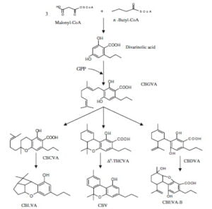 Secondary metabolism in cannabis [Δευτερογενής μεταβολισμός στην κάνναβη]