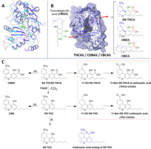 The biosynthesis of the cannabinoids [Η βιοσύνθεση των κανναβινοειδών]