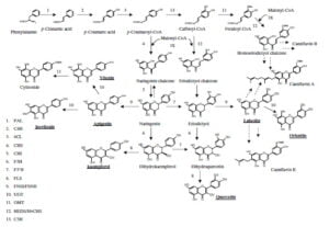 Secondary metabolism in cannabis [Δευτερογενής μεταβολισμός στην κάνναβη]