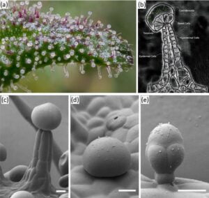 The biosynthesis of the cannabinoids [Η βιοσύνθεση των κανναβινοειδών]