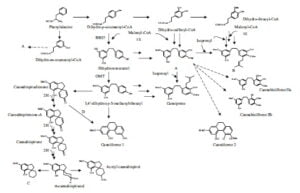 Secondary metabolism in cannabis [Δευτερογενής μεταβολισμός στην κάνναβη]