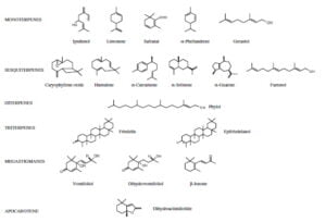 Secondary metabolism in cannabis [Δευτερογενής μεταβολισμός στην κάνναβη]