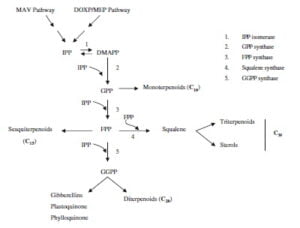Secondary metabolism in cannabis [Δευτερογενής μεταβολισμός στην κάνναβη]