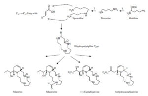 Secondary metabolism in cannabis [Δευτερογενής μεταβολισμός στην κάνναβη]
