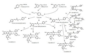 Secondary metabolism in cannabis [Δευτερογενής μεταβολισμός στην κάνναβη]