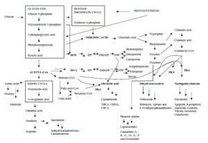 Secondary metabolism in cannabis [Δευτερογενής μεταβολισμός στην κάνναβη]