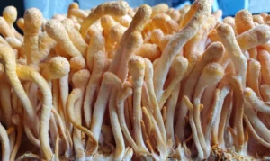 Τι είναι τα μανιτάρια Cordyceps; Αυτός ο οδηγός τα λέει όλα!