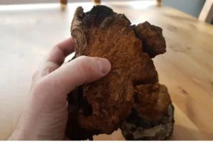 Ένας πλήρης οδηγός για το μανιτάρι Chaga