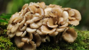 Οφέλη για την υγεία από το Maitake: Τι πρέπει να γνωρίζετε για αυτό το φαρμακευτικό μανιτάρι