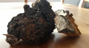 Ένας πλήρης οδηγός για το μανιτάρι Chaga