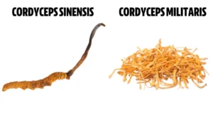 Τι είναι τα μανιτάρια Cordyceps; Αυτός ο οδηγός τα λέει όλα!