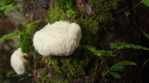 Το μανιτάρι Lion’s Mane: Ένας περιεκτικός οδηγός για τα οφέλη και τις χρήσεις του