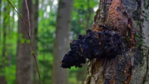 Ένας πλήρης οδηγός για το μανιτάρι Chaga