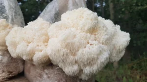 Το μανιτάρι Lion’s Mane: Ένας περιεκτικός οδηγός για τα οφέλη και τις χρήσεις του