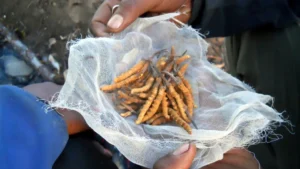 Τι είναι τα μανιτάρια Cordyceps; Αυτός ο οδηγός τα λέει όλα!