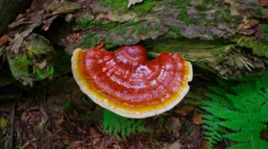 Το μανιτάρι Reishi: Ο απόλυτος οδηγός για το Ganoderma Lucidum