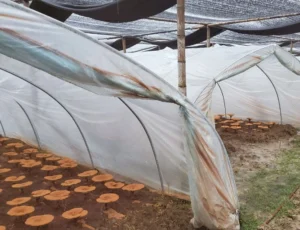 Το μανιτάρι Reishi: Ο απόλυτος οδηγός για το Ganoderma Lucidum