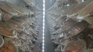 Τι είναι τα μανιτάρια Cordyceps; Αυτός ο οδηγός τα λέει όλα!