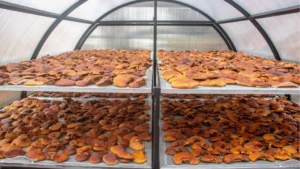 Το μανιτάρι Reishi: Ο απόλυτος οδηγός για το Ganoderma Lucidum