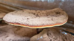 Το μανιτάρι Reishi: Ο απόλυτος οδηγός για το Ganoderma Lucidum
