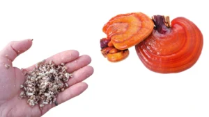 Το μανιτάρι Reishi: Ο απόλυτος οδηγός για το Ganoderma Lucidum