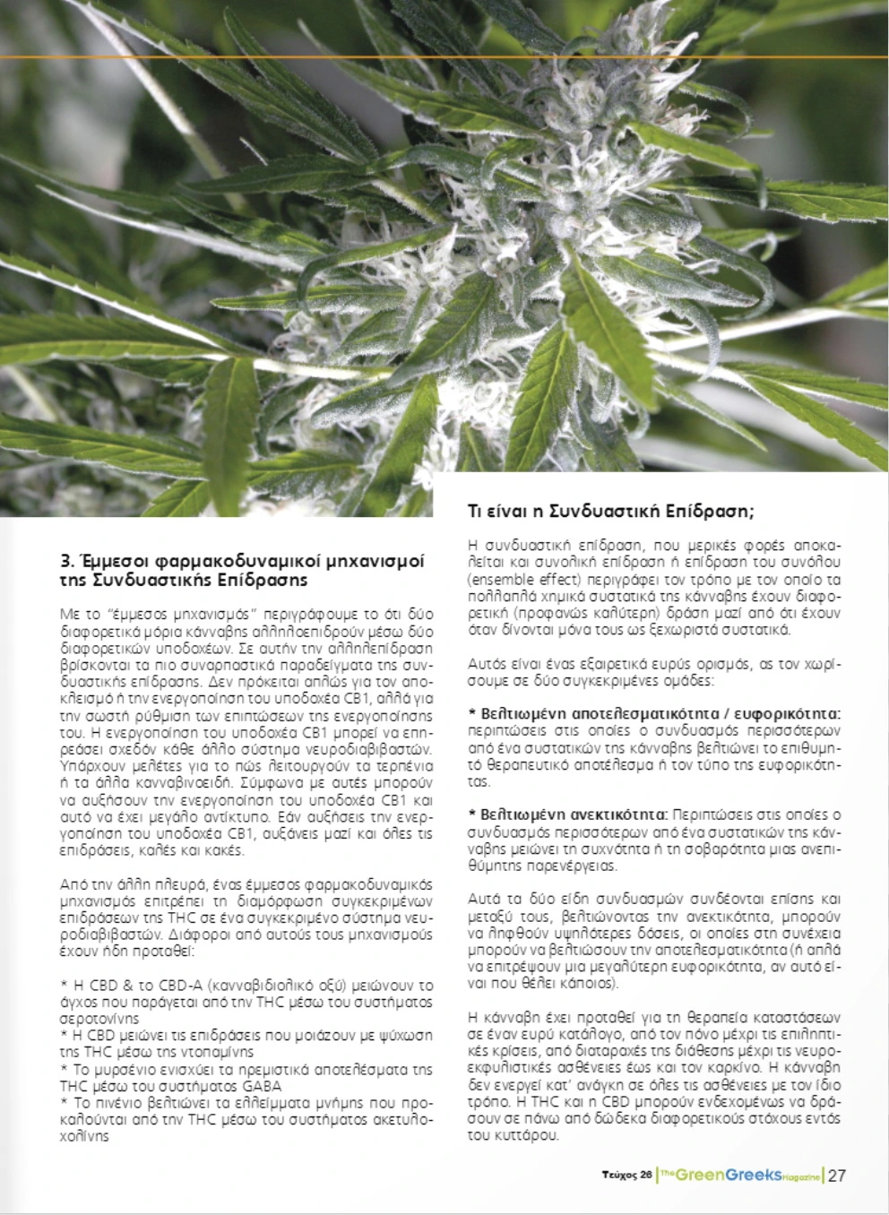 Η Συνδυαστική Επίδραση στην Κάνναβη