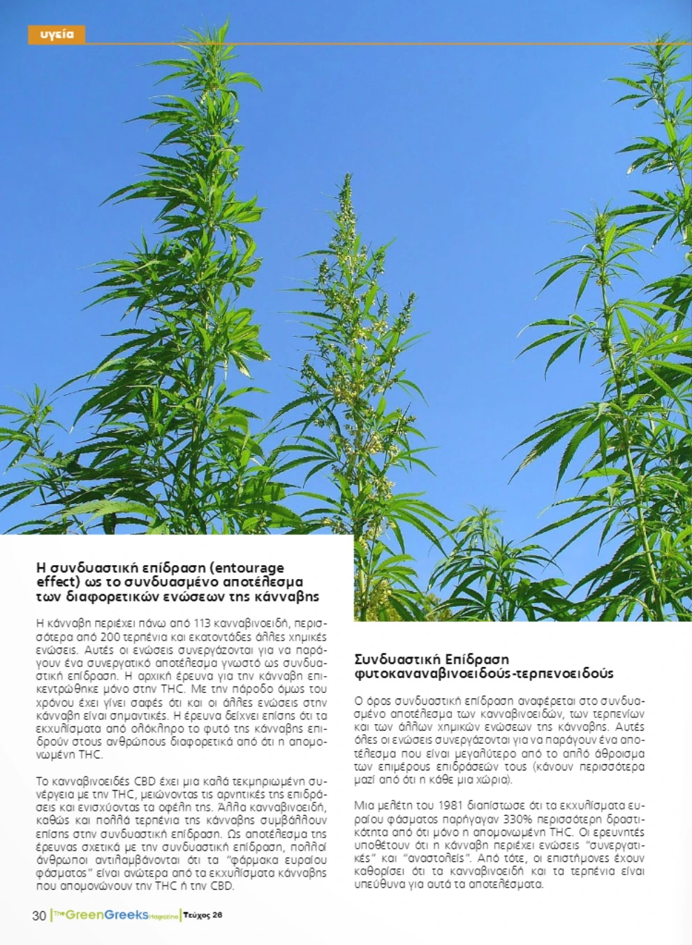 Η Συνδυαστική Επίδραση στην Κάνναβη