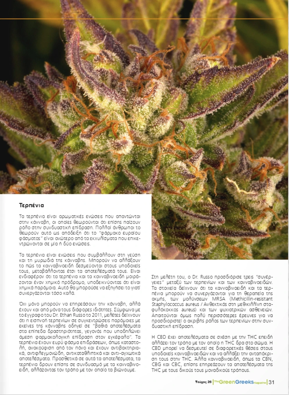 Η Συνδυαστική Επίδραση στην Κάνναβη