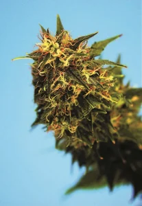 Cannabis Cultivation (2012) [Καλλιέργεια Κάνναβης]