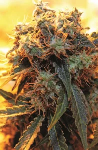 Cannabis Cultivation (2012) [Καλλιέργεια Κάνναβης]