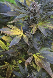 Cannabis Cultivation (2012) [Καλλιέργεια Κάνναβης]