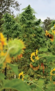 Cannabis Grower's Handbook (2021) [Εγχειρίδιο του καλλιεργητή κάνναβης]