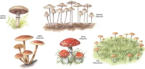Collins Fungi Guide – The most complete field guide to the mushrooms & toadstools of Britain & Ireland (2012) [Ο οδηγός του Collins για τους μύκητες – Ο πιο πλήρης οδηγός πεδίου για τα μανιτάρια της Βρετανίας και της Ιρλανδίας]
