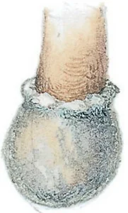 Collins Fungi Guide – The most complete field guide to the mushrooms & toadstools of Britain & Ireland (2012) [Ο οδηγός του Collins για τους μύκητες – Ο πιο πλήρης οδηγός πεδίου για τα μανιτάρια της Βρετανίας και της Ιρλανδίας]