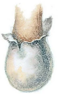 Collins Fungi Guide – The most complete field guide to the mushrooms & toadstools of Britain & Ireland (2012) [Ο οδηγός του Collins για τους μύκητες – Ο πιο πλήρης οδηγός πεδίου για τα μανιτάρια της Βρετανίας και της Ιρλανδίας]