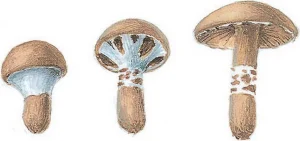Collins Fungi Guide – The most complete field guide to the mushrooms & toadstools of Britain & Ireland (2012) [Ο οδηγός του Collins για τους μύκητες – Ο πιο πλήρης οδηγός πεδίου για τα μανιτάρια της Βρετανίας και της Ιρλανδίας]