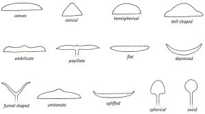 Collins Fungi Guide – The most complete field guide to the mushrooms & toadstools of Britain & Ireland (2012) [Ο οδηγός του Collins για τους μύκητες – Ο πιο πλήρης οδηγός πεδίου για τα μανιτάρια της Βρετανίας και της Ιρλανδίας]