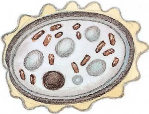 Collins Fungi Guide – The most complete field guide to the mushrooms & toadstools of Britain & Ireland (2012) [Ο οδηγός του Collins για τους μύκητες – Ο πιο πλήρης οδηγός πεδίου για τα μανιτάρια της Βρετανίας και της Ιρλανδίας]