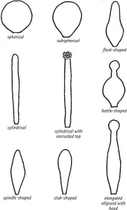 Collins Fungi Guide – The most complete field guide to the mushrooms & toadstools of Britain & Ireland (2012) [Ο οδηγός του Collins για τους μύκητες – Ο πιο πλήρης οδηγός πεδίου για τα μανιτάρια της Βρετανίας και της Ιρλανδίας]